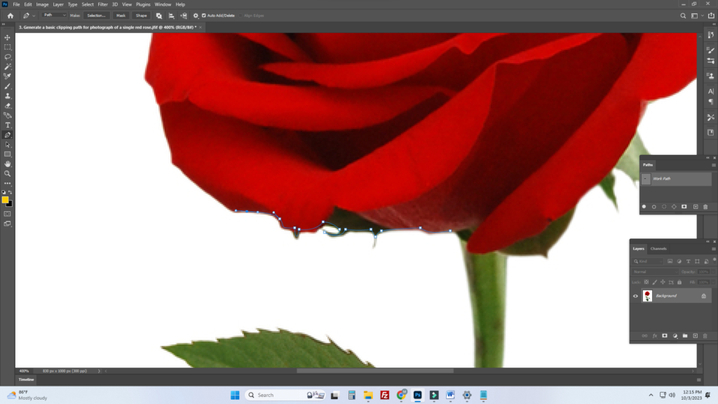 Start tracing the outline of the rose using the Pen Tool